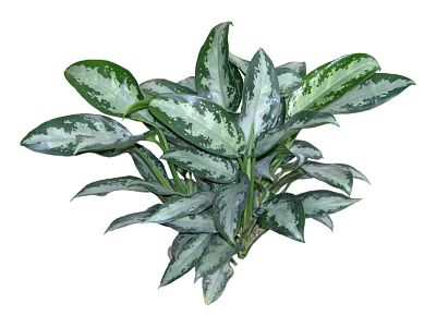 Lush Indoor Plant With Green And White Variegated Leaves For Home Decor 3d model