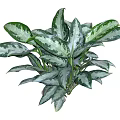 Lush Indoor Plant With Green And White Variegated Leaves For Home Decor