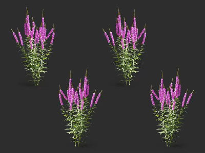 Vibrant Purple Flowers With Green Stems And Leaves In Clusters On Black Background 3d model