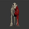 Detailed 3D Dog Anatomy Model Showing Skeleton Muscles And Internal Organs