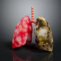 3D Lung Anatomy Model Medical Device For Medical Education Detailed Structure