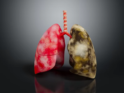 3D Lung Anatomy Model Medical Device For Medical Education Detailed Structure 3d model