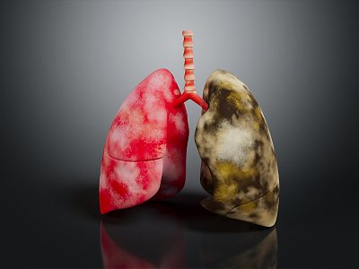 modern lung smoke lung respiratory organ human respiratory organ 3d model