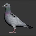 Gray Pigeon With Purple Chest Standing On White Background With Spread Wings