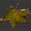 Vibrant Yellow Maple Leaf With Detailed Veins And Tattered Edges On Gray Background With Reflection