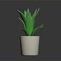 Green Aloe Vera Plant in White Ceramic Pot for Indoor Home Decoration