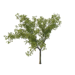 Seedlings of greening project 3d model