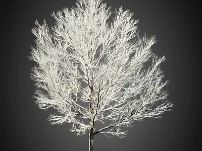 White Arbor With Delicate White Branches Against Dark Background In Isolated Full View 3d model