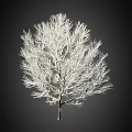 White Arbor With Delicate White Branches Against Dark Background In Isolated Full View 3d model