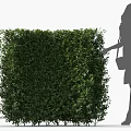 Well Trimmed Green Hedge With Lush Foliage And Woman Touching Gently