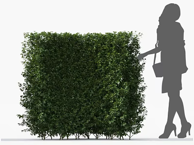 Well Trimmed Green Hedge With Lush Foliage And Woman Touching Gently 3d model