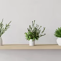 Three White Vases With Green Plants On Light Wooden Shelf Against Light Wall