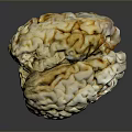 Anatomical Human Brain Model Medical Device Featuring Detailed Neural Structure And Texture 3d model
