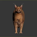 Orange Caracal With Long Ears Standing On Dark Background With Smooth Fur