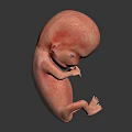 Realistic Human Fetus 3D Model Showing Developing Organs And Fetal Hair Structure