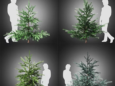 Different Arbor Varieties With Various Shapes And Human Silhouette Comparison 3d model
