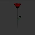 Red Rose Plant With Green Leaves And Long Stem On White Background