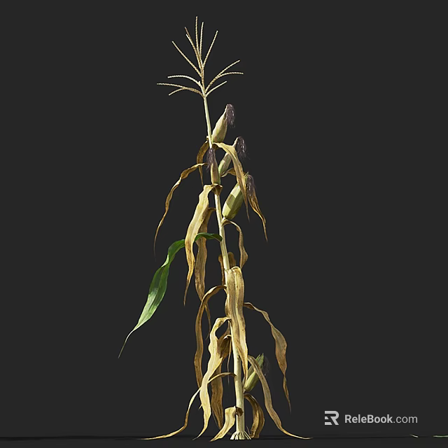 Single Corn Plant With Green And Yellow Leaves In Natural Growth 3d model 