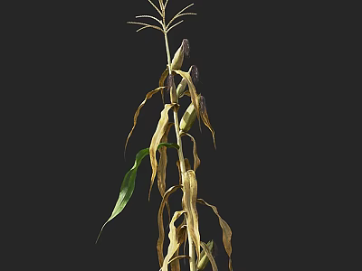 Single Corn Plant With Green And Yellow Leaves In Natural Growth 3d model