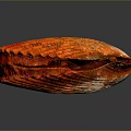 Vibrant Red Scallop Ribbed Shell Structure Against Dark Background With Reflection