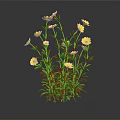 Vibrant Plant Featuring Lush Green Leaves And Several Bright Yellow Flowers
