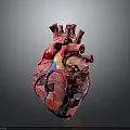 Anatomical Human Heart Model With Detailed Vascular Structure And Red Blue Tissues