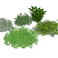 Modern shrubs 3d model