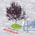 Purple Leaf Chokecherry Tree with Circular Lawn Square Paved Ground 8m 3m Human Figure Scale 3d model