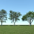 Three Trees With Support Structures On Trunks In Green Grass And Blue Sky 3d model