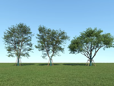 Three Trees With Support Structures On Trunks In Green Grass And Blue Sky 3d model