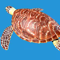 Swimming Brown Patterned Sea Turtle With White Flippers On Blue Background 3d model