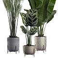 Bonsai Potted Plants With Various Leaf Shapes In Decorative Ceramic Pots For Indoor Decor
