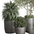 Different Types of Potted Trees and Shrubs in Gray Planters with Green Foliage