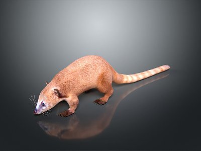 weasel animal model