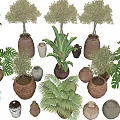 Various Ornamental Bonsai Potted Plants with Ceramic Pots and Lush Green Foliage