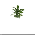Lush Green Leafy Plant With Large Healthy Leaves And Tall Stems