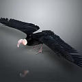 Black Vulture Flying with Spread Wings Black Feathers Pink Head Against Gray Background and Reflection