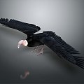 Modern Vulture Big Bird 3d model