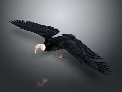 Black Vulture Flying with Spread Wings Black Feathers Pink Head Against Gray Background and Reflection 3d model