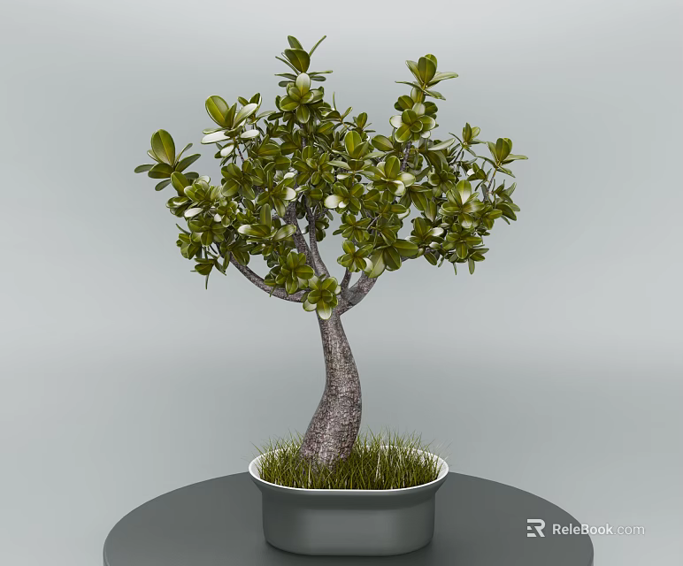 Bonsai Plant With Curved Trunk Green Leaves In Black Pot On Round Table 3d model 