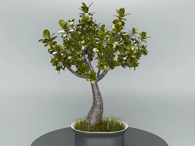 Bonsai Plant With Curved Trunk Green Leaves In Black Pot On Round Table 3d model