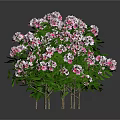 Three Decorative Shrubs With Pink Flowers And Green Leaves On White Background