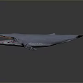 Blue Whale with Open Mouth Dorsal Fin and Pectoral Fins Against Dark Gradient Background