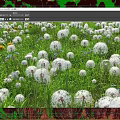 Beautiful White Fluffy Flowers Blooming In Green Grass With Colorful Small Flowers In Natural Meadow