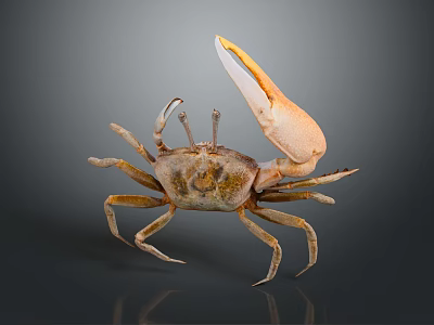 Brown Crab With Raised Large Claw On Dark Background Showing Clear Reflection 3d model