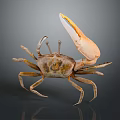 Brown Crab With Raised Large Claw On Dark Background Showing Clear Reflection