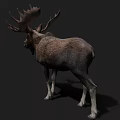 Large Antlered Moose With Brown Fur And White Legs In Dark Background