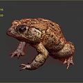 Frog Poison Frog Game Frog Reptile Cold Blooded Animal Reptile 3d model