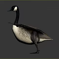Canada Goose Spreading Wings In Flight Pose On Gray Background With Reflection