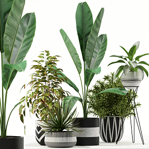 Modern potted plant collection 3d model